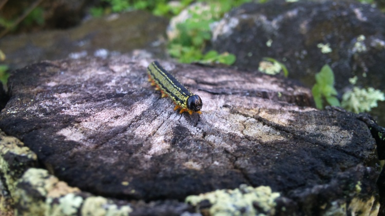 A Caterpillar on a licheny log....  